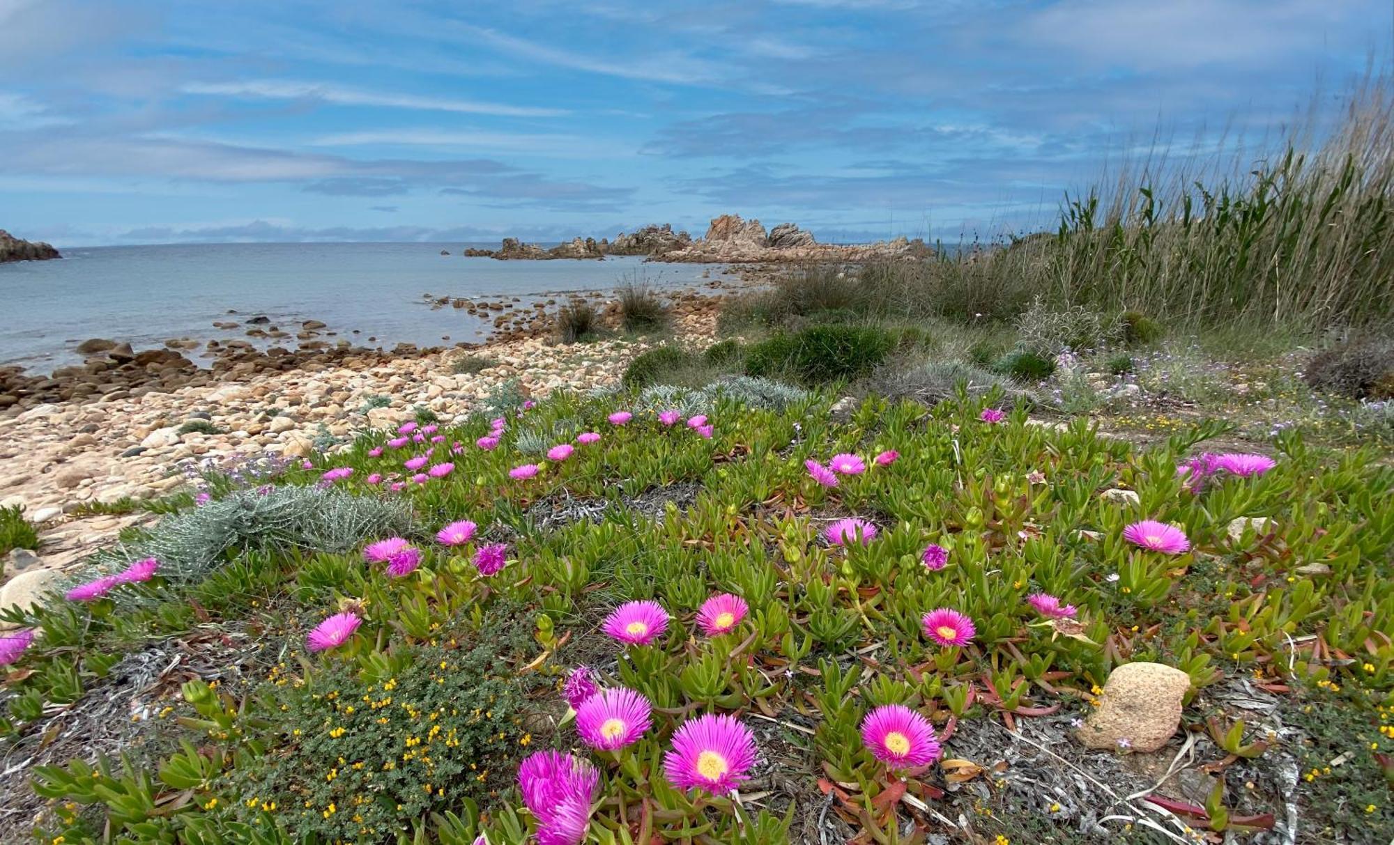 Gli Oleandri Di Calarossa - 5M Walk To The Beach 罗萨岛 外观 照片